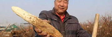 盐碱地里挖出“沙漠人参”昌邑村民成功种植肉苁蓉